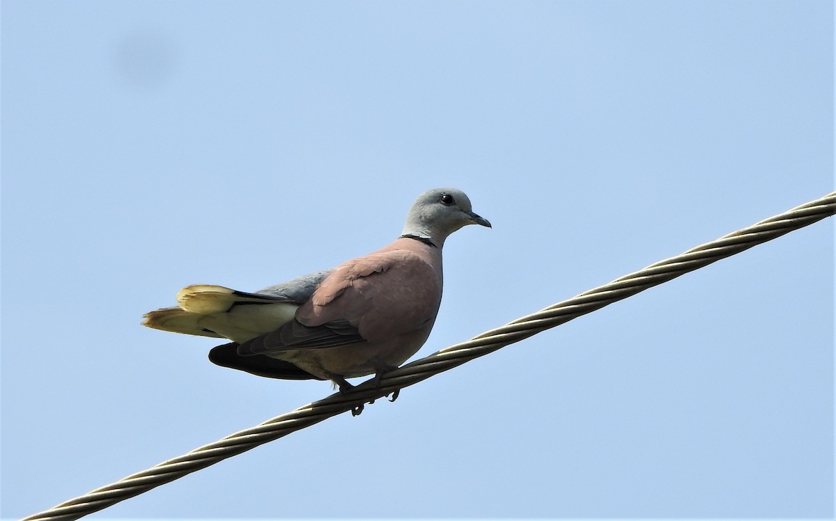 Red Collared-Dove - ML501034321