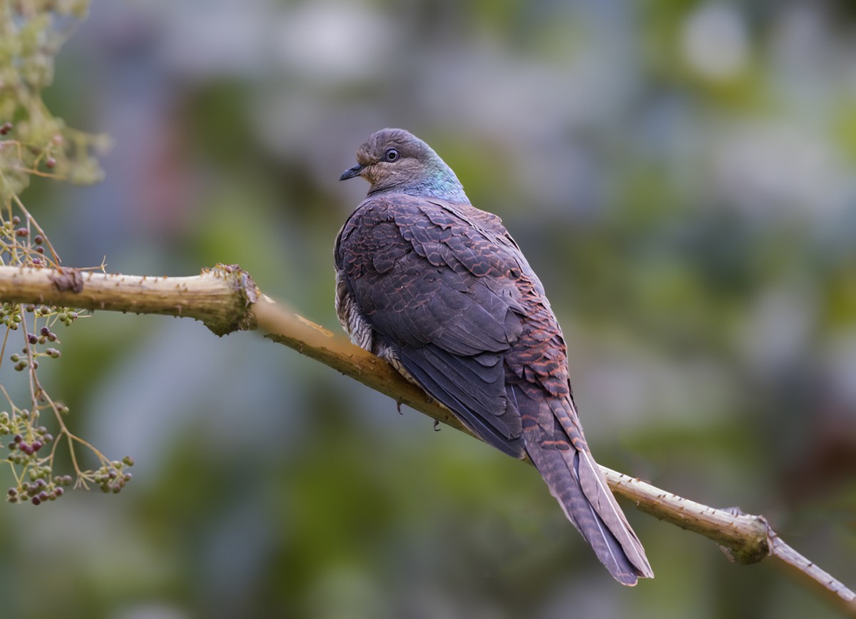 Barred Cuckoo-Dove - Solomon Sampath Kumar