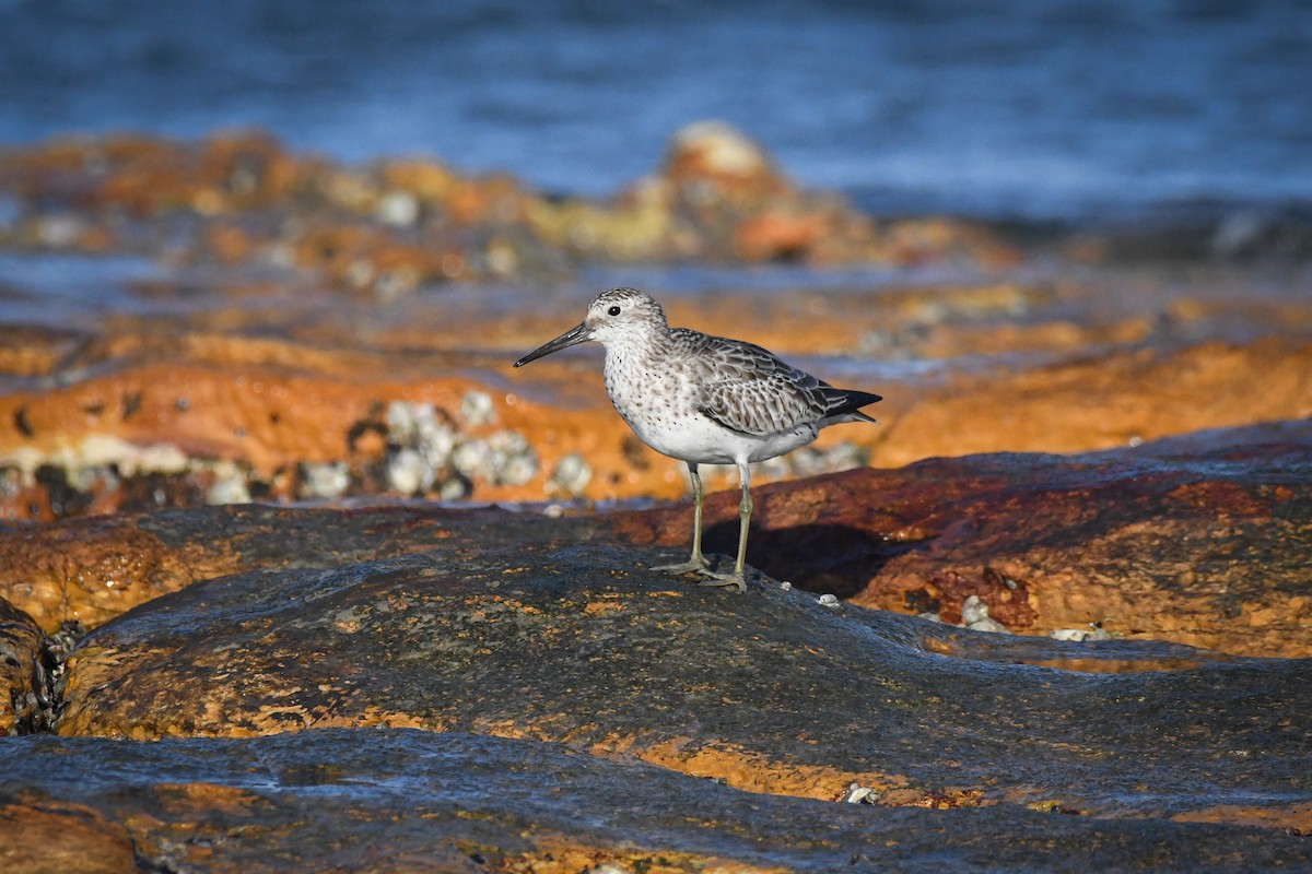 Great Knot - ML501036671