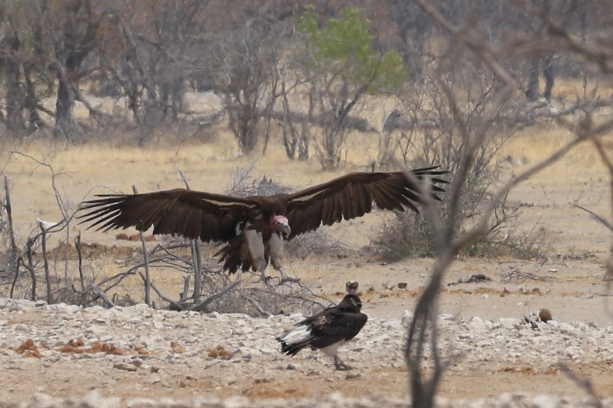 Lappet-faced Vulture - Phil Stouffer