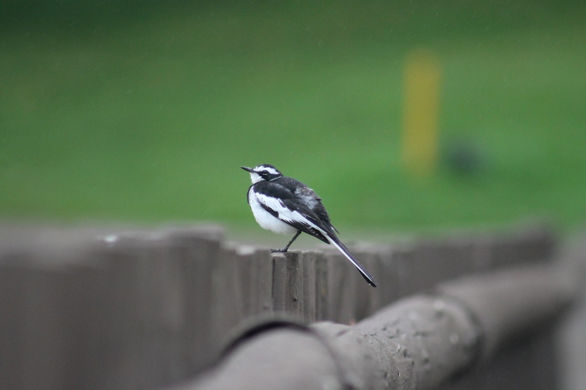 African Pied Wagtail - ML501038071