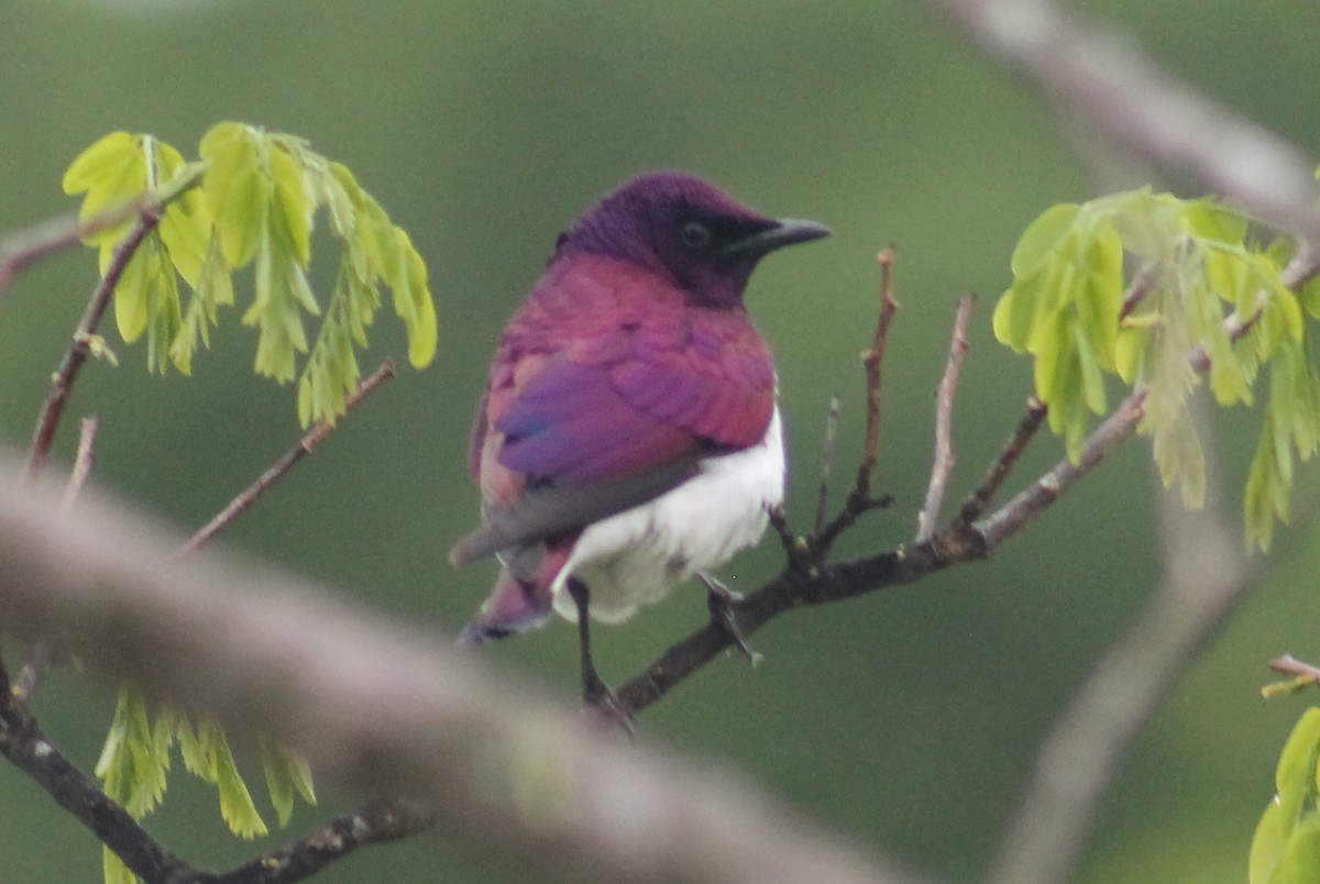 Violet-backed Starling - ML501038211