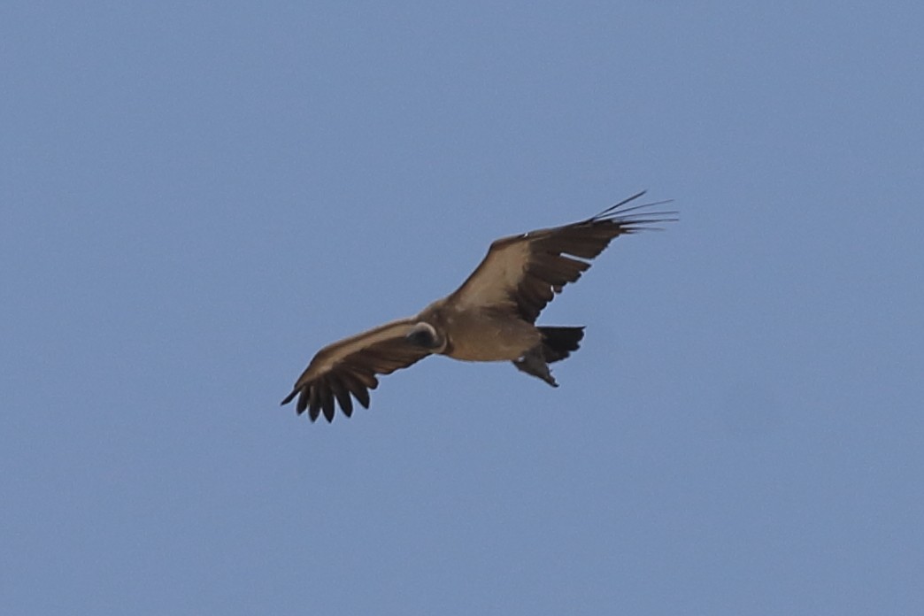 White-backed Vulture - Phil Stouffer