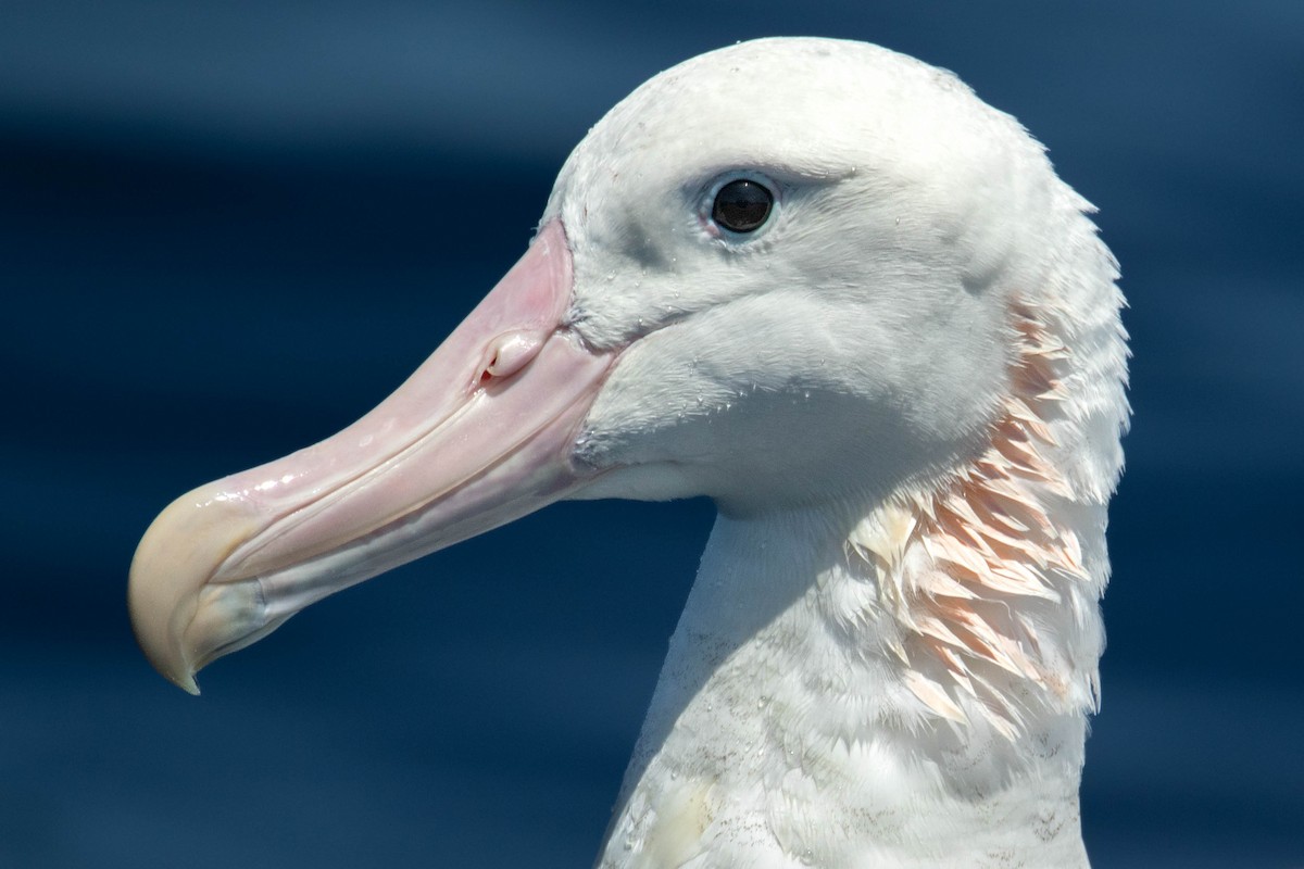 Albatros hurleur, A. de Tristan da Cunha ou A. des Antipodes - ML501041461