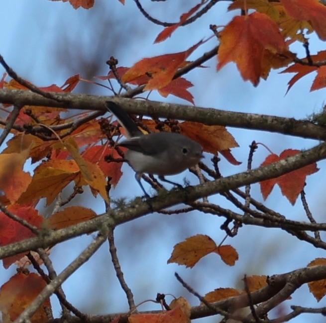Mass Audubon eBird Checklist 5 Nov 2022 Fort Hill, Eastham 45 species (+1 other taxa)