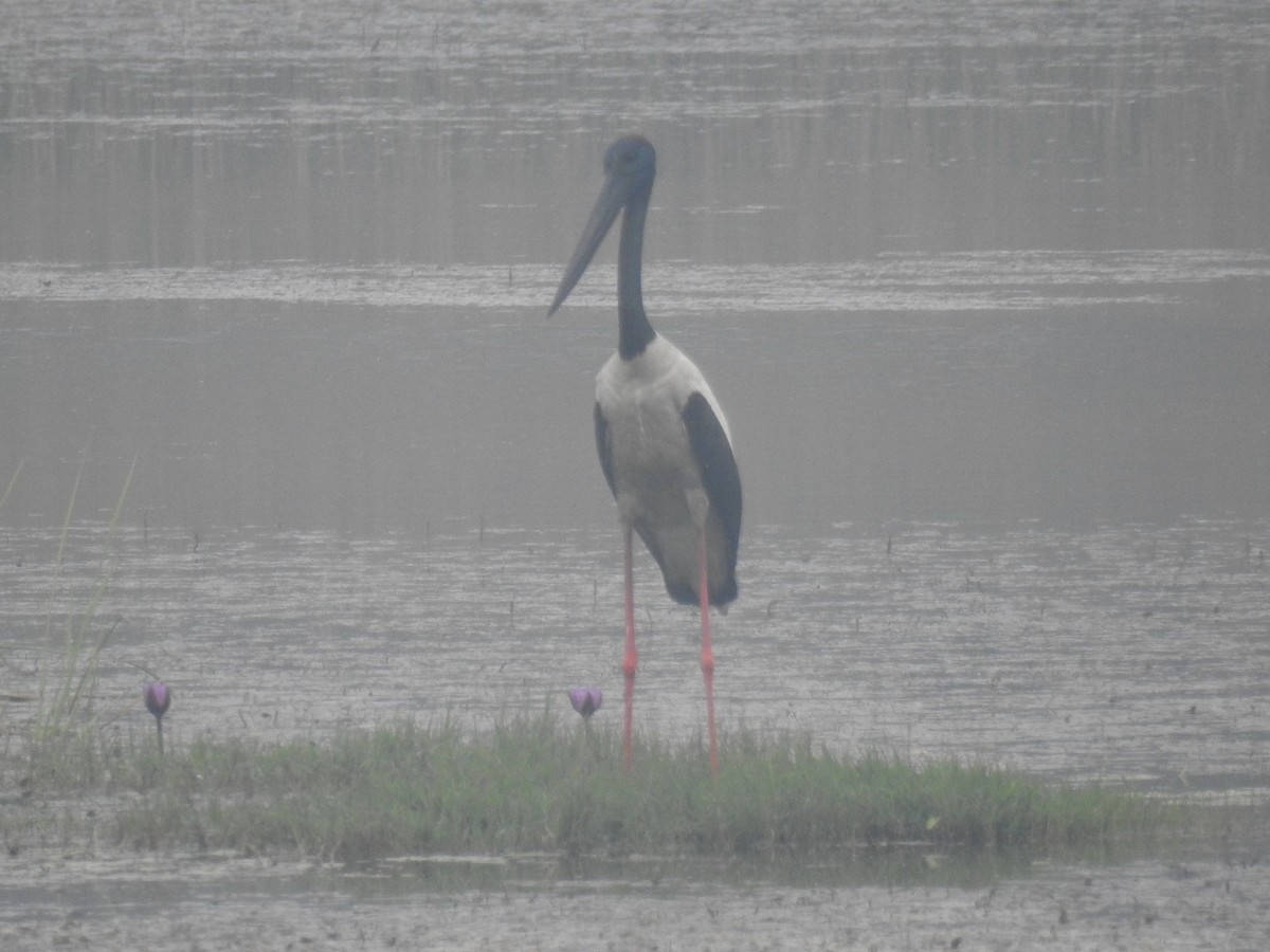 Black-necked Stork - Prashant Ghimire