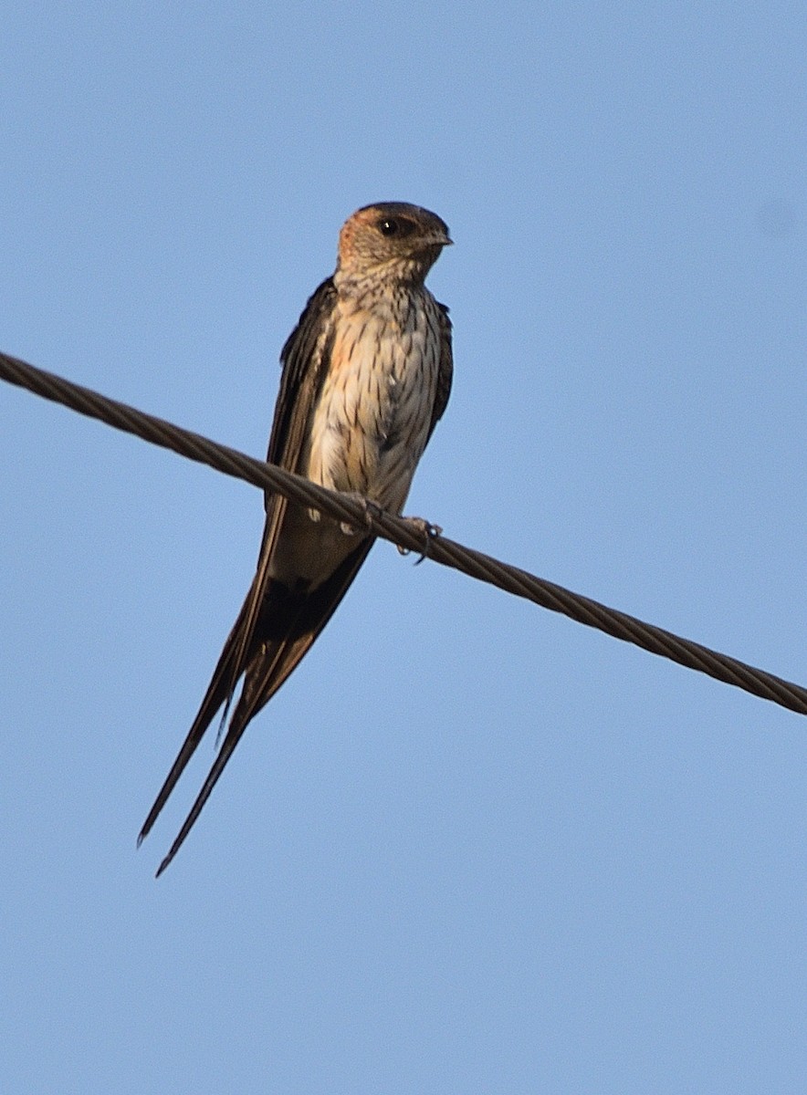 Red-rumped Swallow - ML501050431