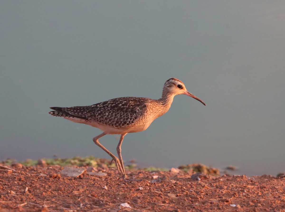Little Curlew - ML501053711