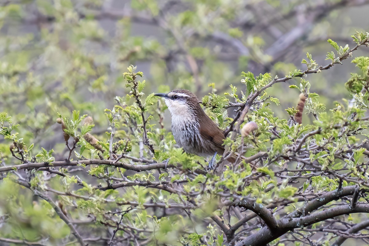 Great Spinetail - ML501059901
