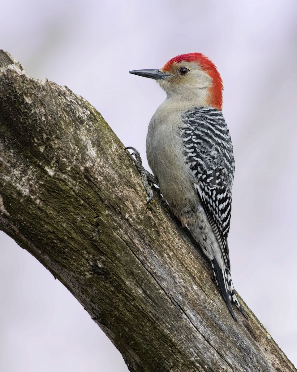 Red-bellied Woodpecker - Carl Giometti🍺