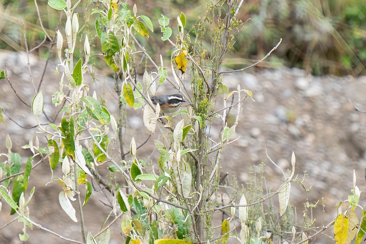 Plain-tailed Warbling Finch - Paul Beerman