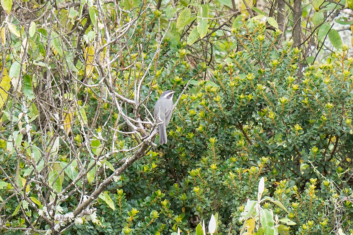 Plain-tailed Warbling Finch - Paul Beerman