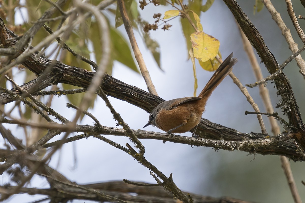 Russet-bellied Spinetail - ML501064801