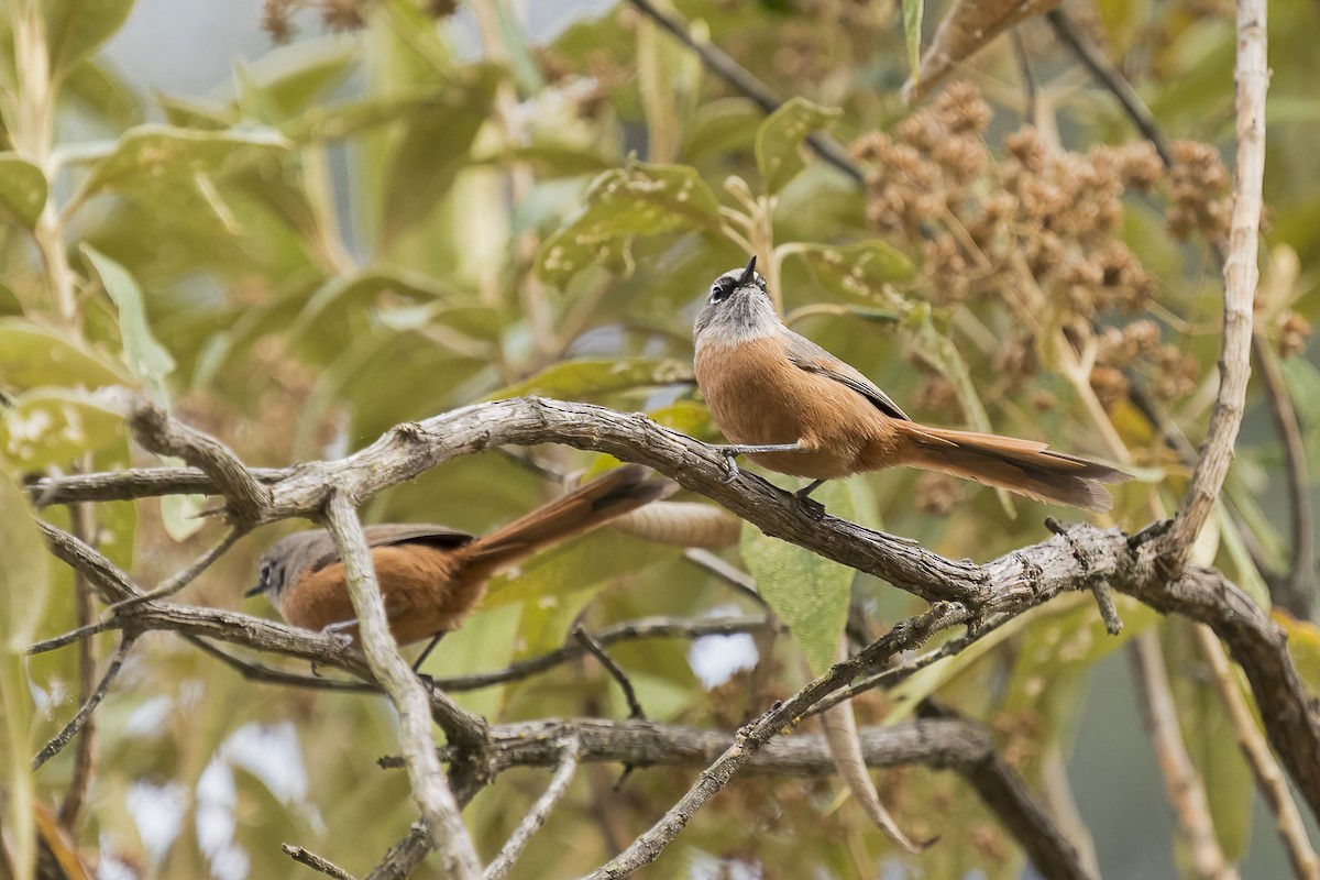 Russet-bellied Spinetail - ML501064811