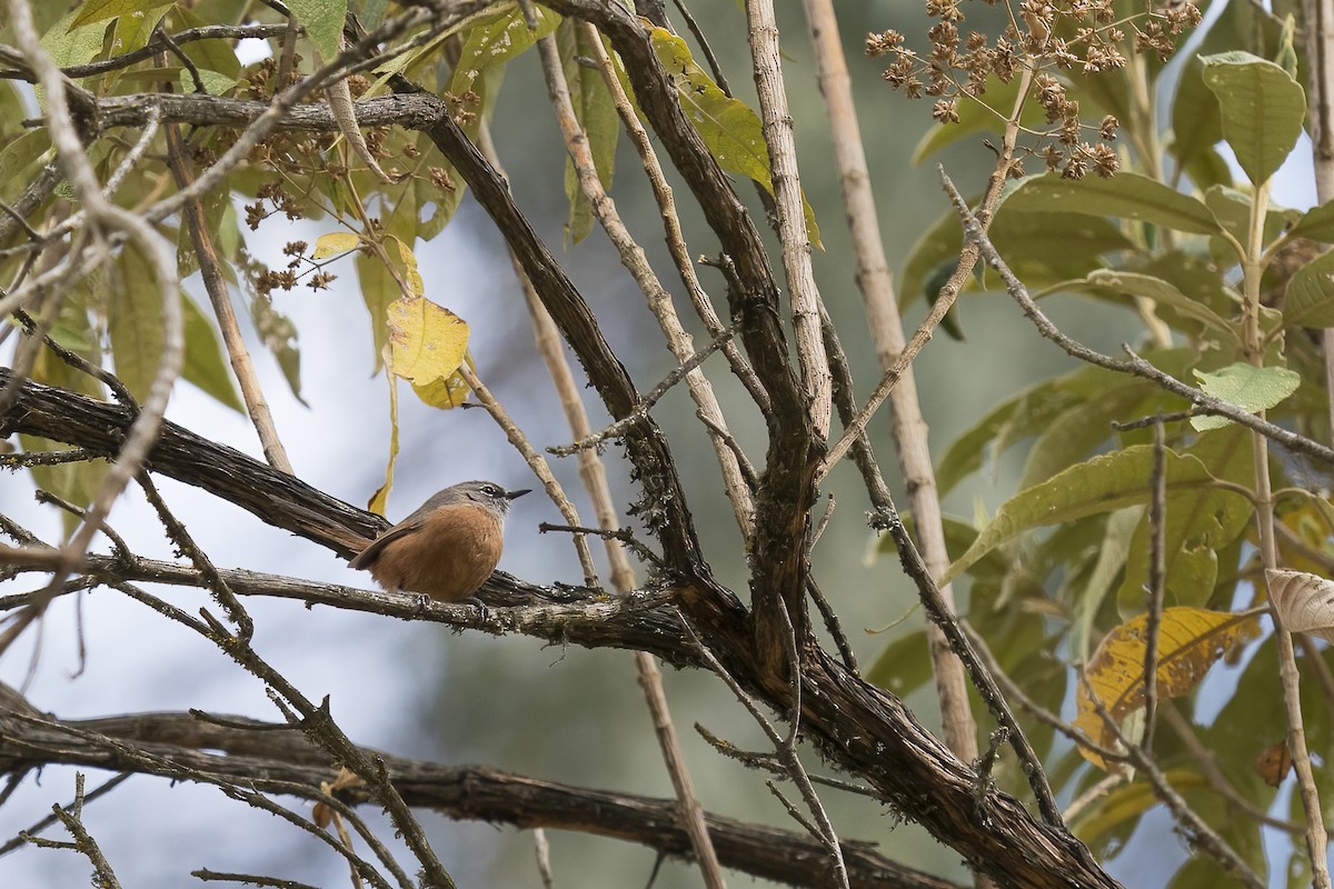 Russet-bellied Spinetail - ML501064821