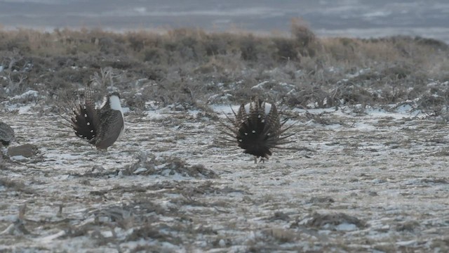 Greater Sage-Grouse - ML501065351