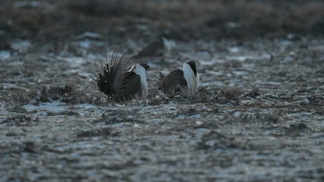 Greater Sage-Grouse - ML501065651