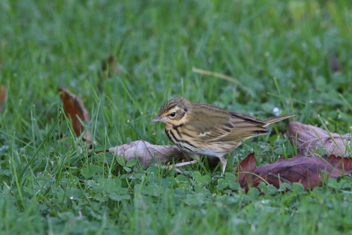 Olive-backed Pipit - ML501071621