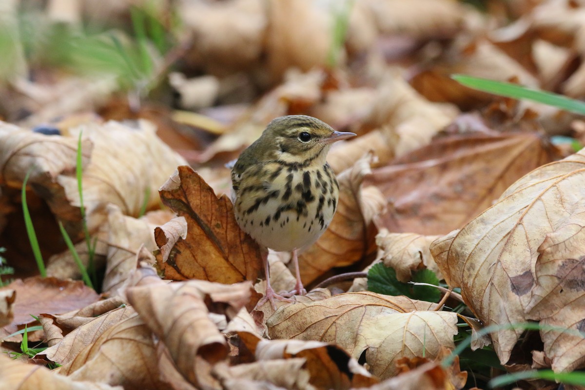 Olive-backed Pipit - ML501071631