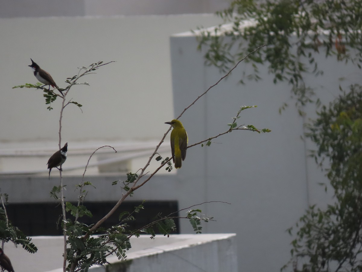 Indian Golden Oriole - ML501074671