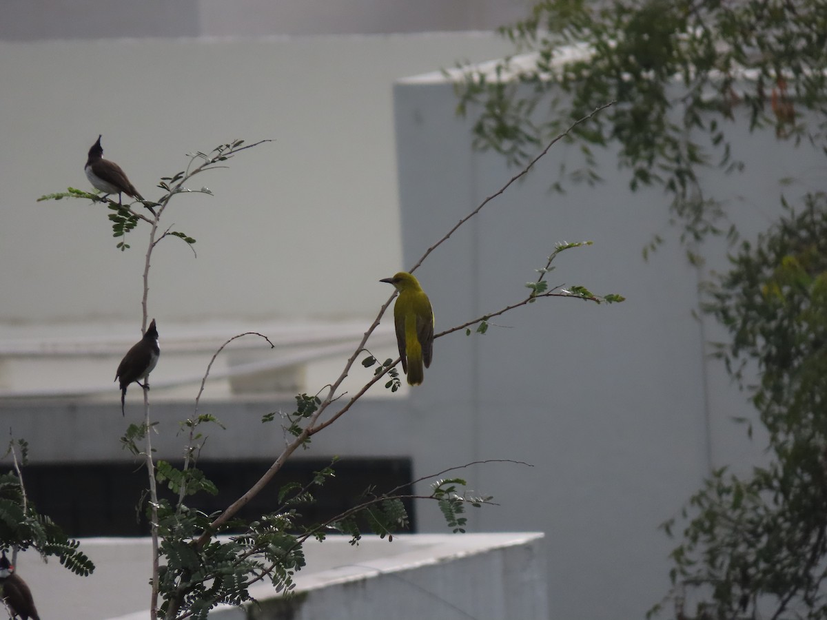 Indian Golden Oriole - ML501074681