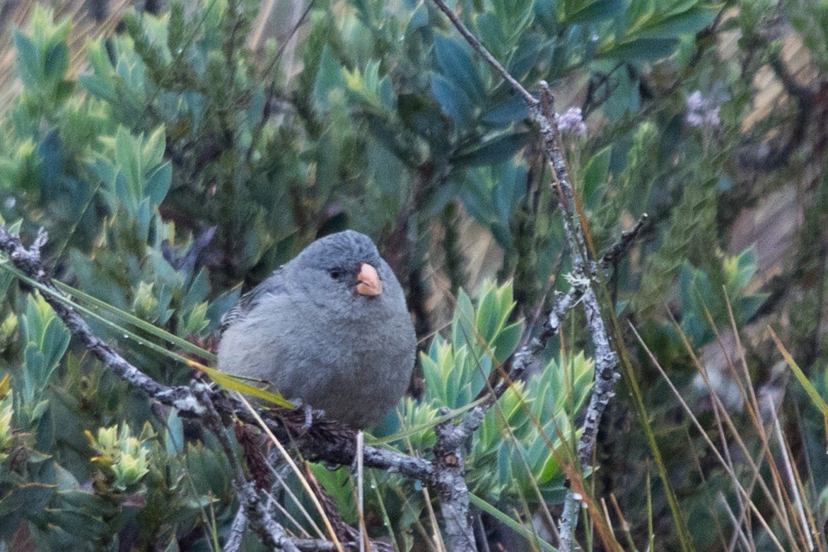 Plain-colored Seedeater - ML501085851
