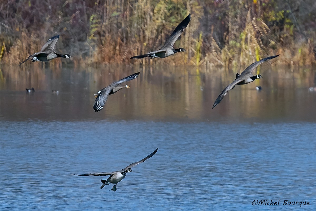 Greater White-fronted Goose - ML501086341