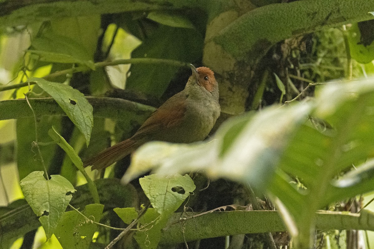 Red-faced Spinetail - Neil Earnest