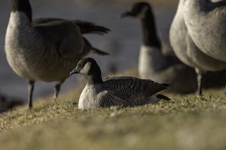 Cackling Goose, ML501090941