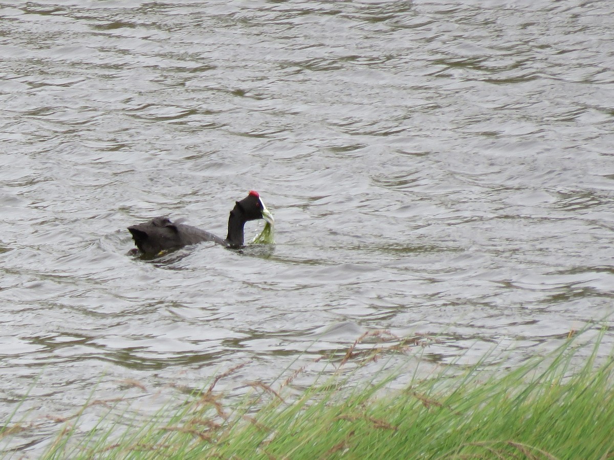 Red-knobbed Coot - ML50109211