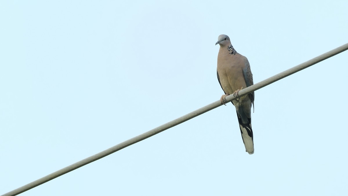 Spotted Dove - ML501092381