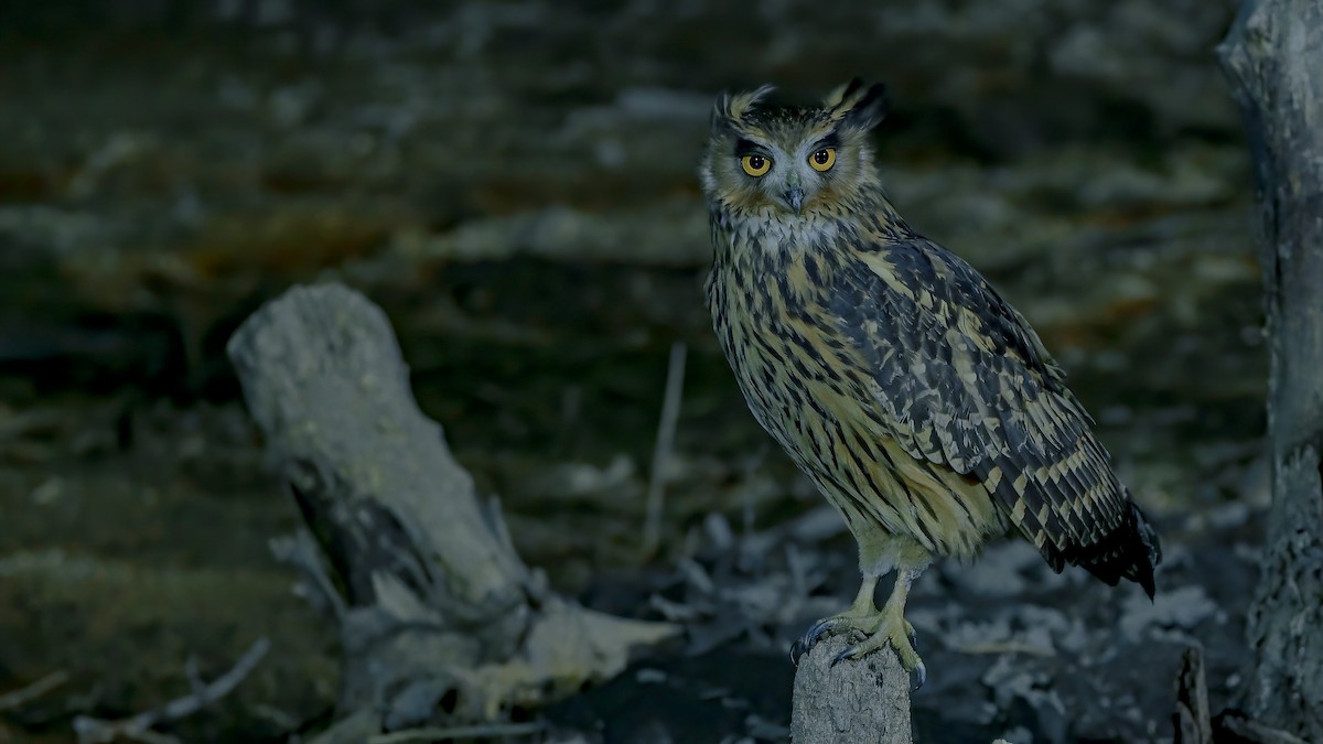 Tawny Fish-Owl - ML501092671