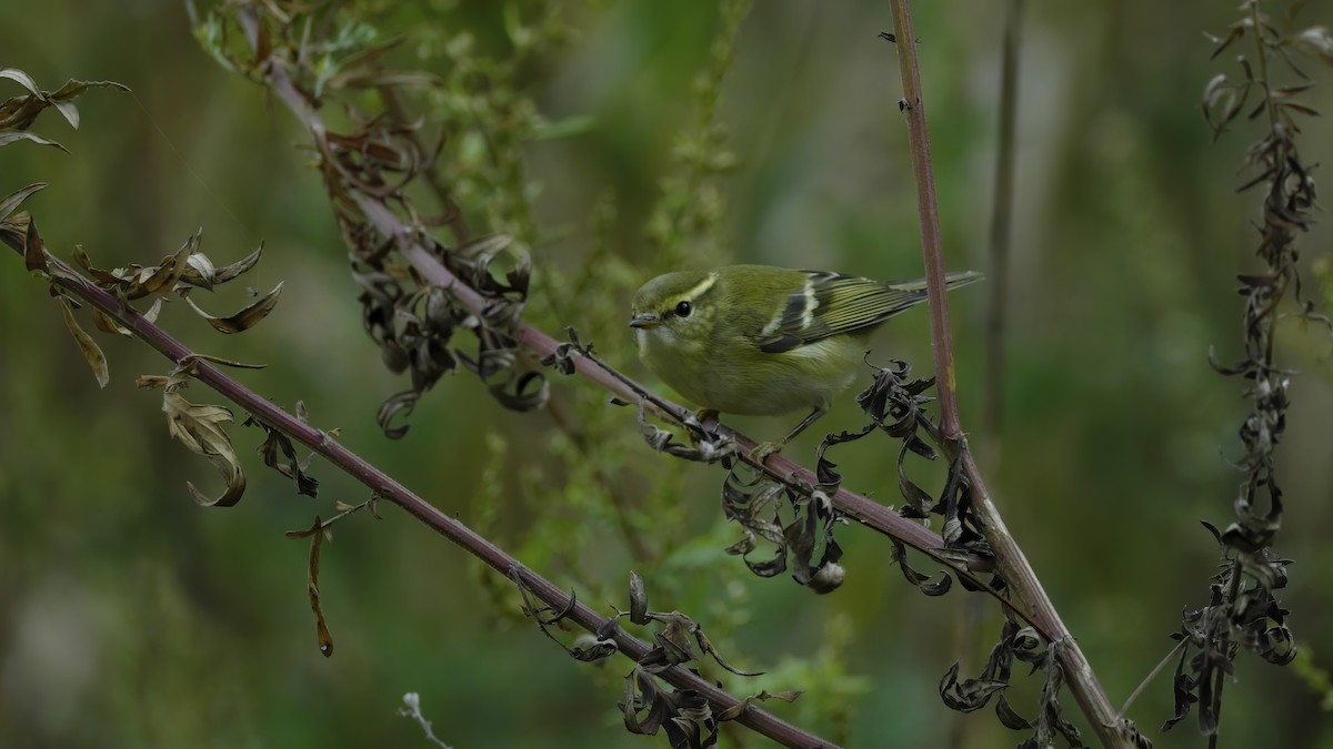 Yellow-browed Warbler - ML501092841
