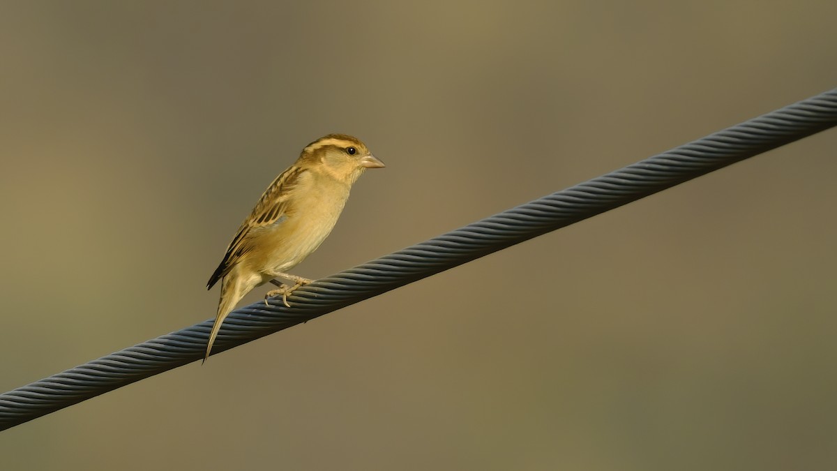 Russet Sparrow - xiwen CHEN