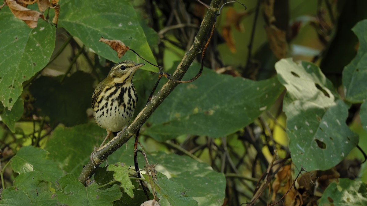 Olive-backed Pipit - ML501094311