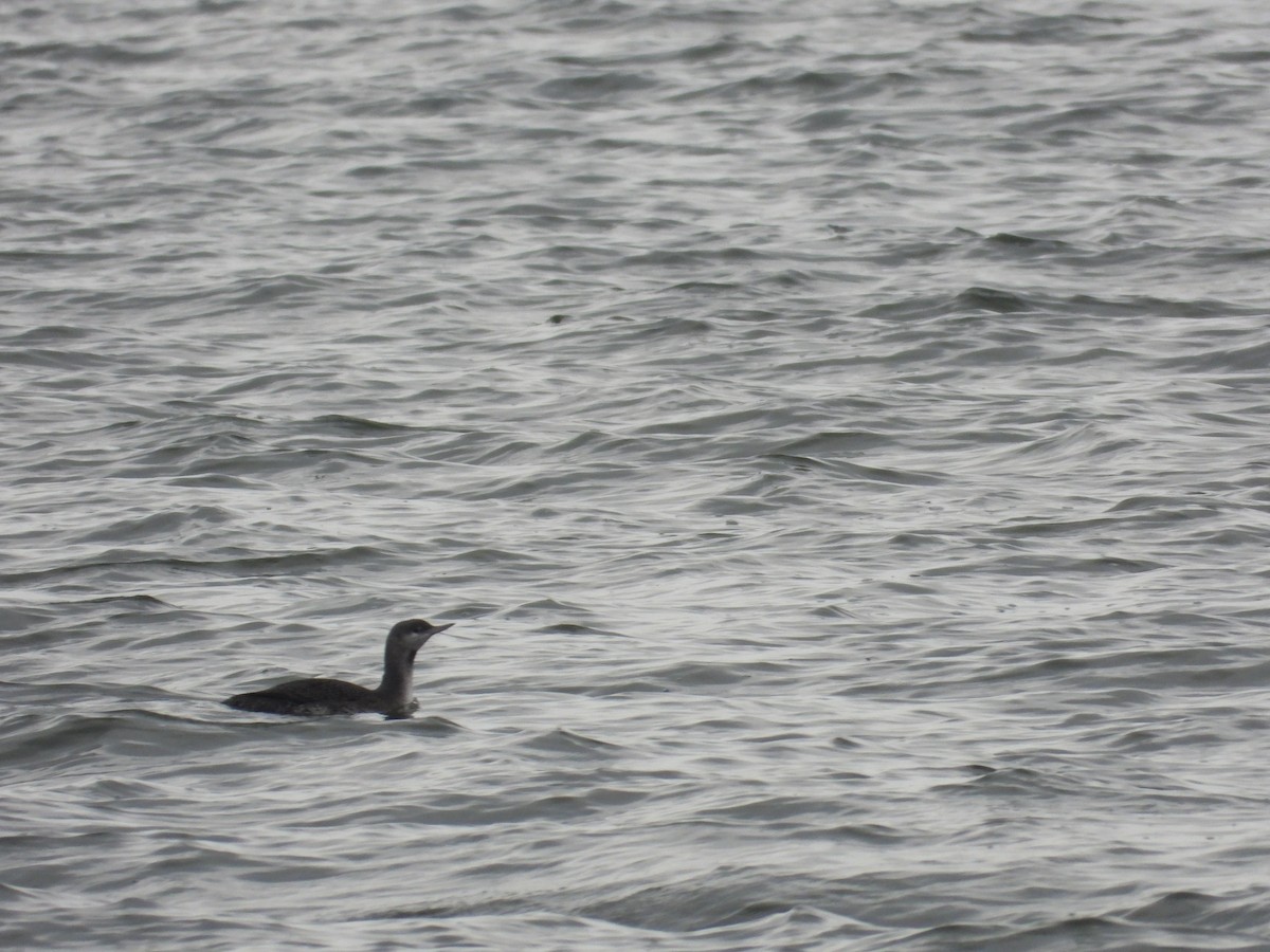 Red-throated Loon - ML501095081