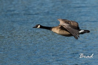 Canada Goose, ML50109591