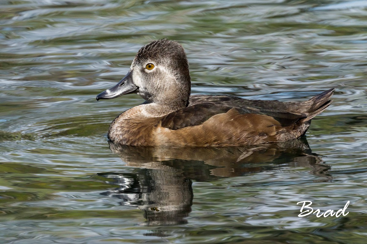 Ring-necked Duck - ML50110421