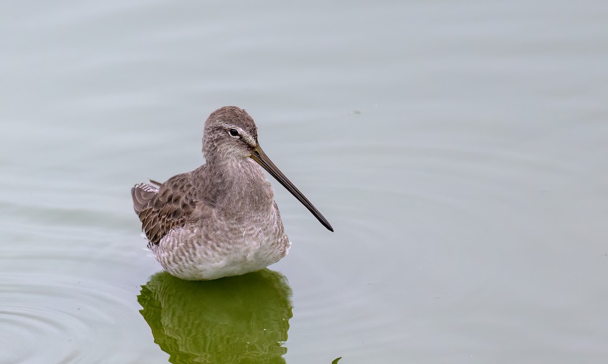 Long-billed Dowitcher - ML501106741