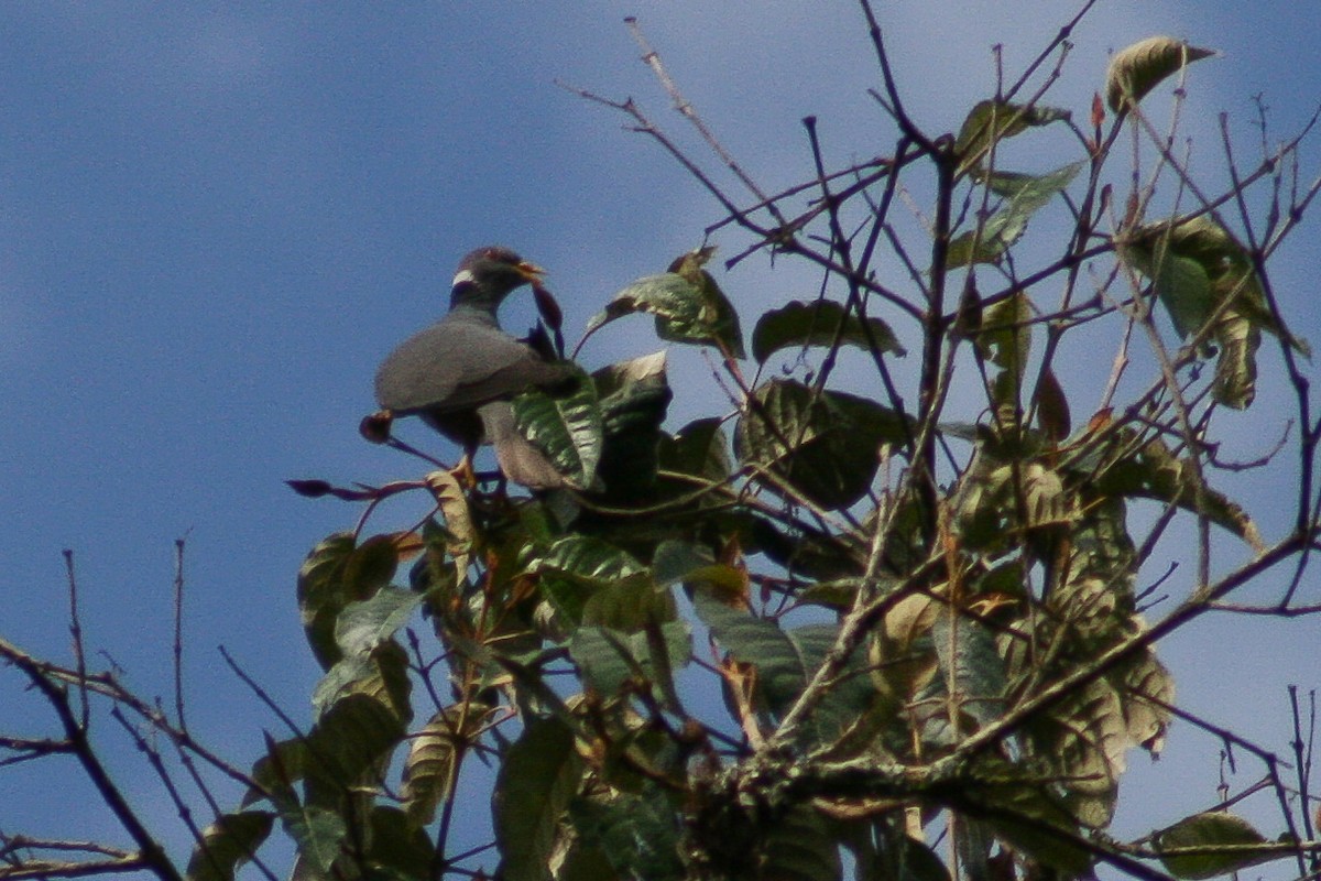 Band-tailed Pigeon - ML501111271