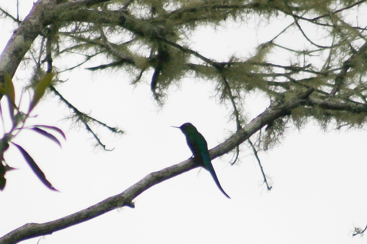 Long-tailed Sylph - ML501111301
