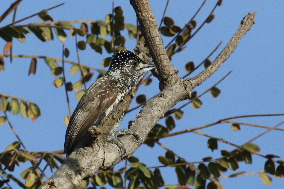 White-wedged Piculet - ML501111551