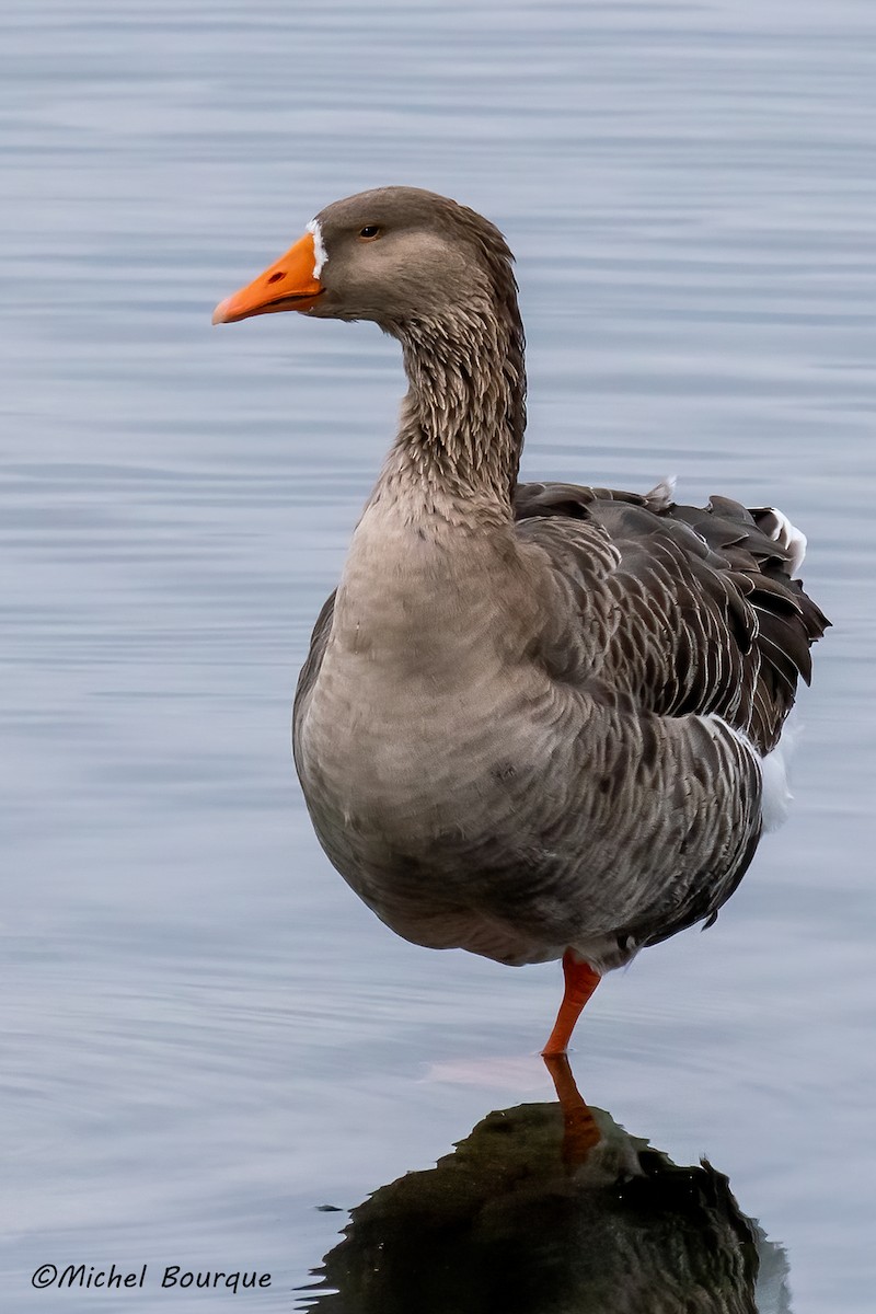 Graylag Goose (Domestic type) - Michel Bourque