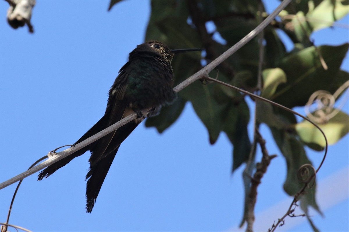 Swallow-tailed Hummingbird - Federico Schulz