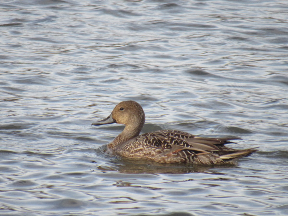eBird Checklist 6 Nov 2022 Richard W. DeKorte Park 49 species