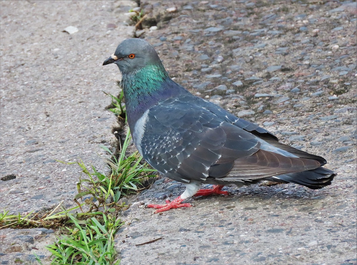 Rock Pigeon (Feral Pigeon) - ML501117591