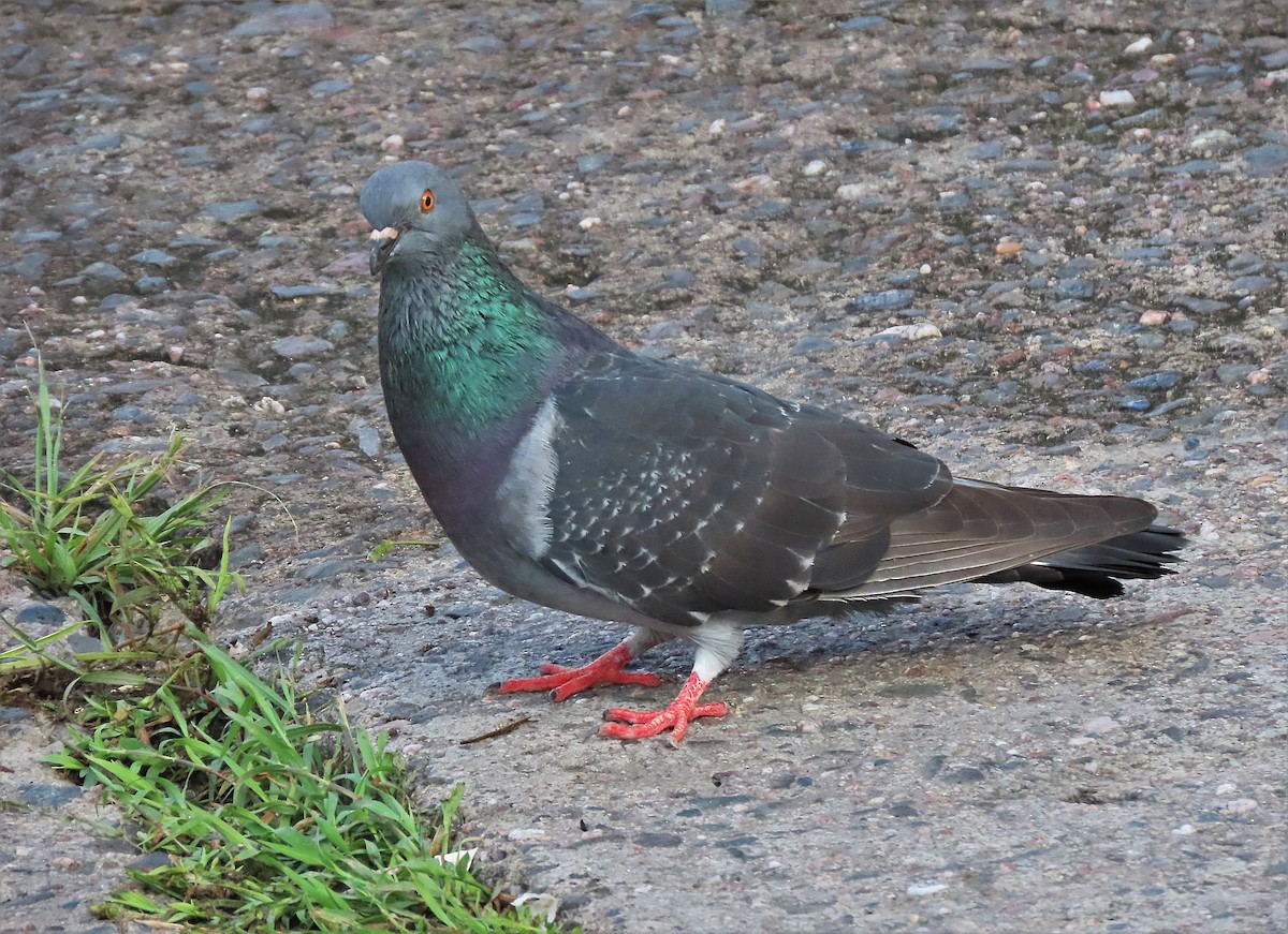 Rock Pigeon (Feral Pigeon) - ML501117601