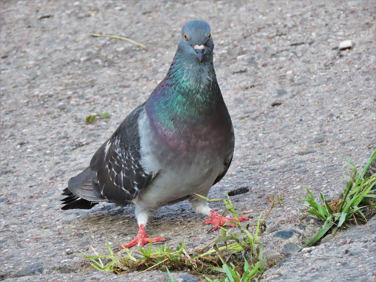 Rock Pigeon (Feral Pigeon) - ML501117621