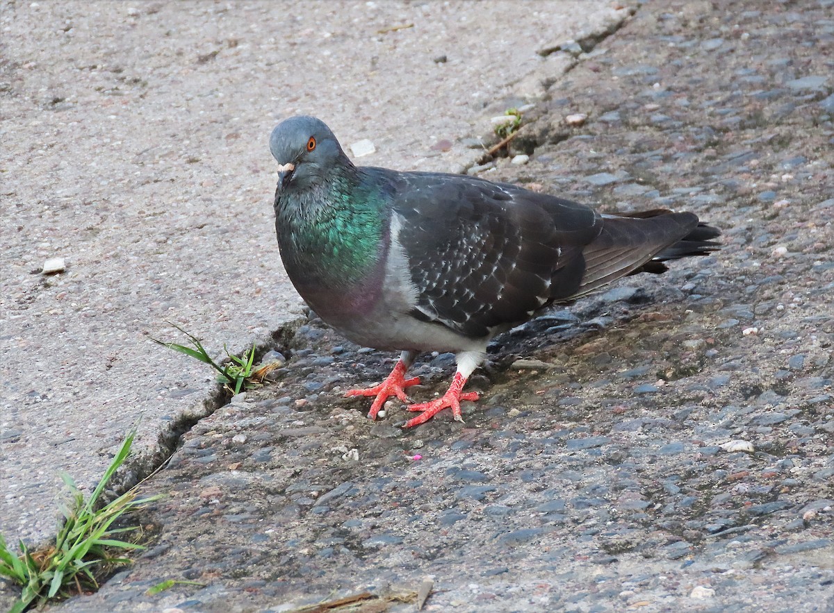 Rock Pigeon (Feral Pigeon) - ML501117641
