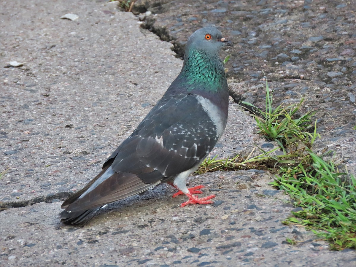 Rock Pigeon (Feral Pigeon) - ML501117651